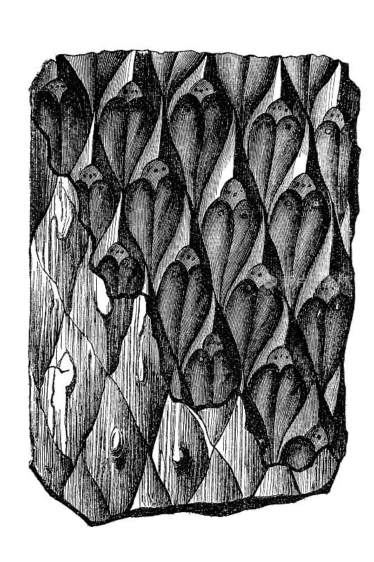 Lepidodendron sternbergii是原始的灭绝属、血管,树状植物,树木也被称为规模,有关水韭属植物和石松